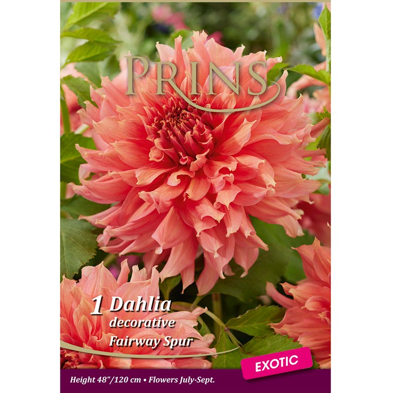 Dahlia 'Fairway Spur' (1 tuber) image 0