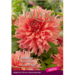 Dahlia 'Fairway Spur' (1 tuber) image 0