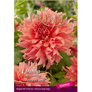Dahlia 'Fairway Spur' (1 tuber) image 0