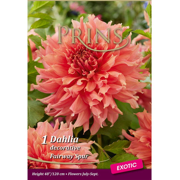 Dahlia 'Fairway Spur' (1 tuber) image 0