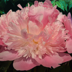 Peony 'Monsieur Jules Elie' image 0