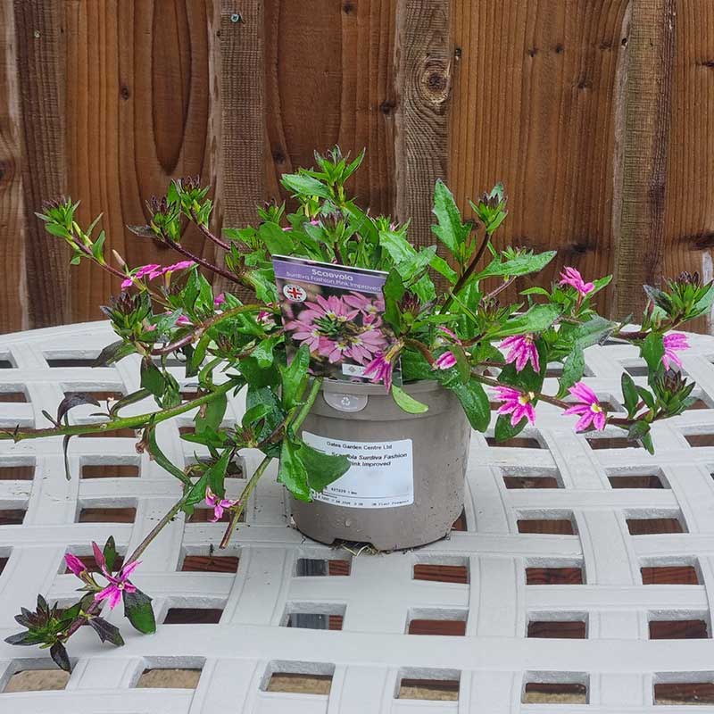 Scaevola Surdiva Fashion Pink Improved (1-Litre Pot) image 0