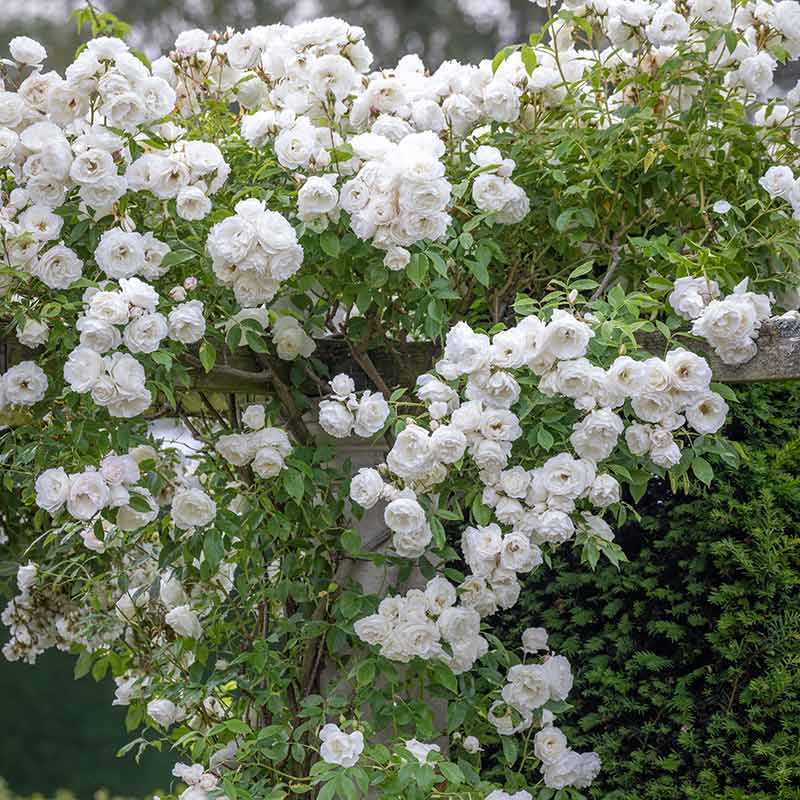 David Austin Iceberg® Climbing Rose (6-Litre Pot) image 0