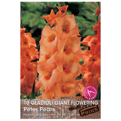 Gladioli Giant Flowering 'Peter Pears' (10 Bulbs) image 0
