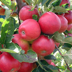 ‘Red Falstaff’ Apple Tree (12-Litre Pot) image 0