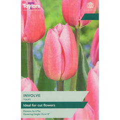Tulip ‘Involve’ (7 Bulbs) image 0