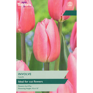 Tulip ‘Involve’ (7 Bulbs) image 0