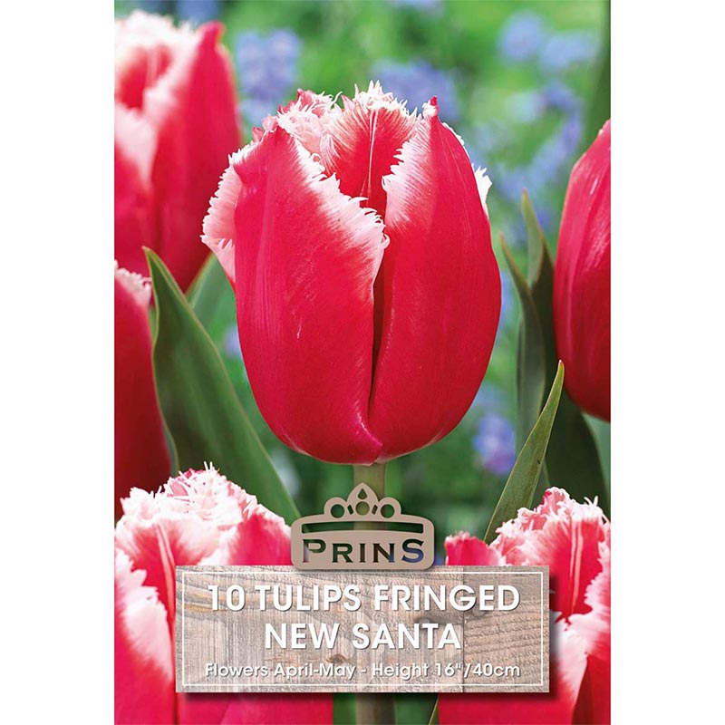 Tulip ‘New Santa’ (10 bulbs) image 0