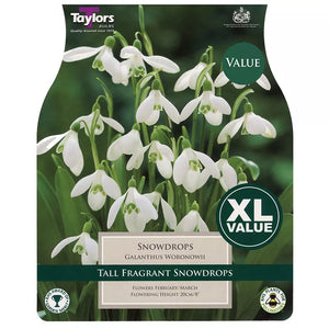 Giant Snowdrops (20 bulbs) image 0