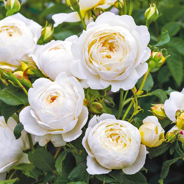 David Austin Claire Austin® English Climbing Rose (6-Litre Pot) image 2
