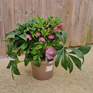 Hellebore ViV® Victoria (4-Litre Pot) image 2