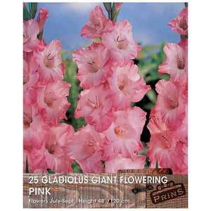 Gladiolus Giant Flowering Bulbs - 25 bulbs - Pink image