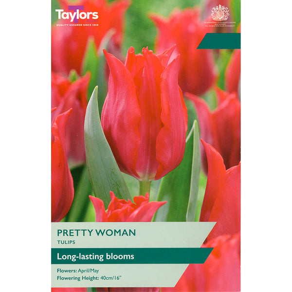 Tulip ‘Pretty Woman’ (6 Bulbs) image 0