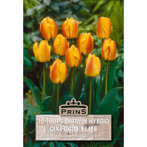 Tulip 'Oxford Elite' (10 bulbs) image 0