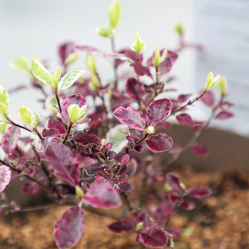 Pittosporum tenuifolium ‘Bannow Bay’ (3-Litre Pot) image 0