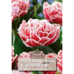 Tulip 'Queensland' (10 bulbs) image 0
