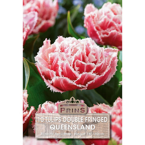 Tulip 'Queensland' (10 bulbs) image 0