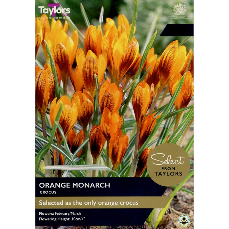 Crocus ‘Orange Monarch’ (12 bulbs) image 0