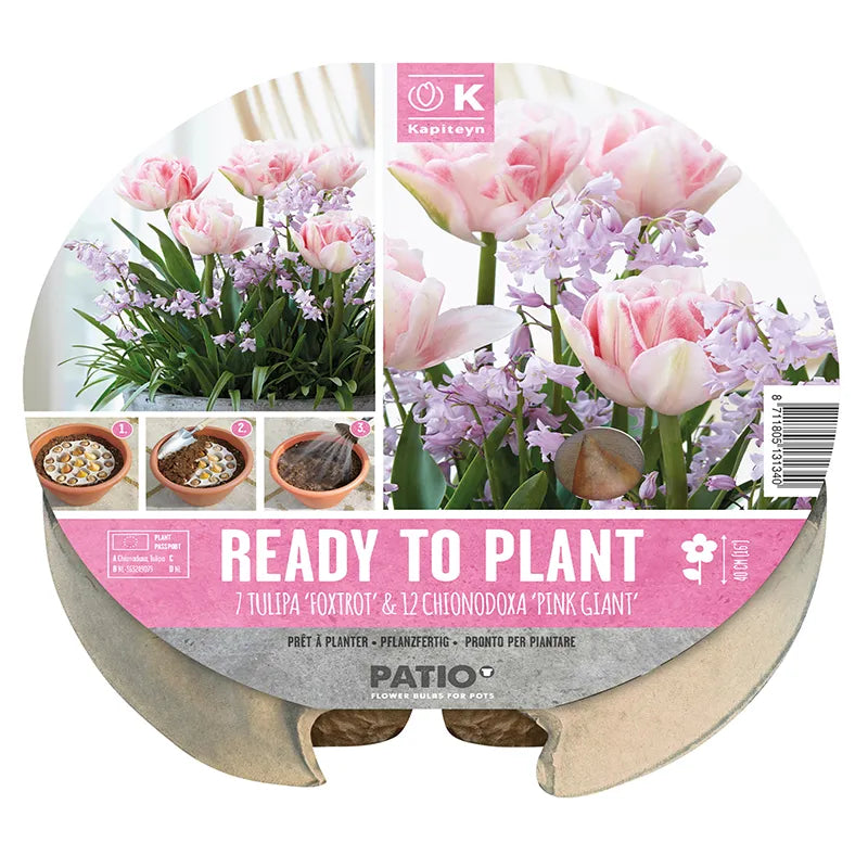 Ready to Plant Plant-O-Mat Tulip & Chionodoxa 24cm/9.5" (19 bulbs) image 0