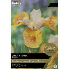 Iris ‘Ginger Twist’ (2 Bulbs) image 0