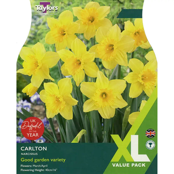 Narcissus 'Carlton' Value Pack image 0
