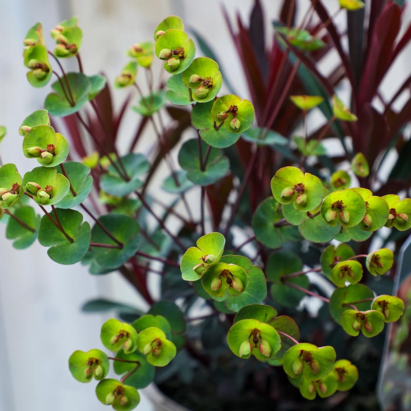 Euphorbia x martini ‘Miner's Merlot’ (2-Litre Pot) image 0