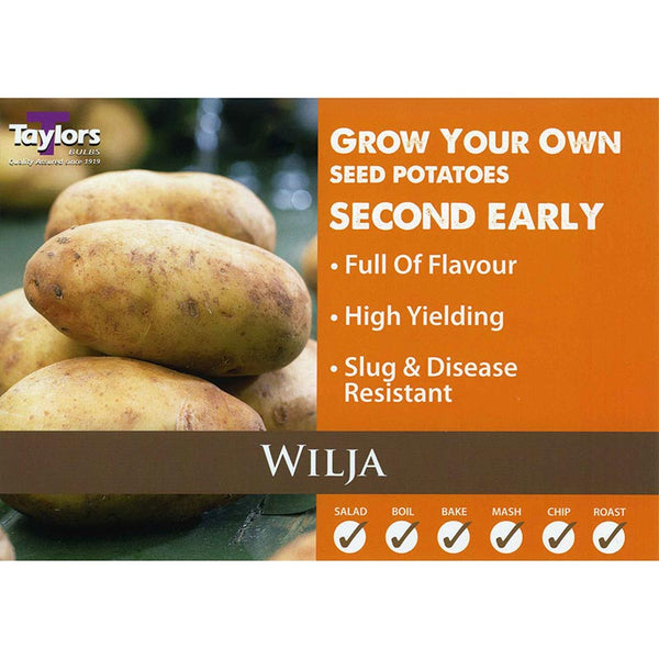 Wilja Second Early Seed Potatoes - 2kg image