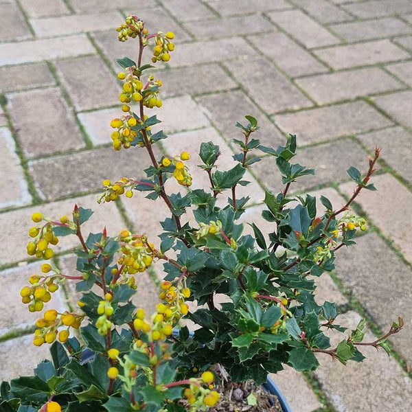 Berberis Darwinii ‘Darwin’s Barberry’ (3-Litre Pot) image 1