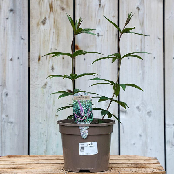 Veronicastrum virginicum ‘Fascination’ (3-Litre Pot) image 0