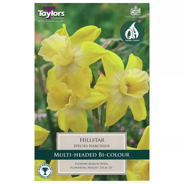 Narcissus 'Hillstar' Daffodils (8 bulbs) image 0