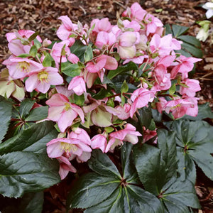 Helleborus HGC® 'Ice N' Roses Early Rose' image 1