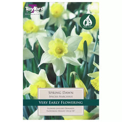 Narcissus 'Spring Dawn' Daffodils (5 bulbs) image 0