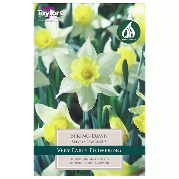 Narcissus 'Spring Dawn' Daffodils (5 bulbs) image 0