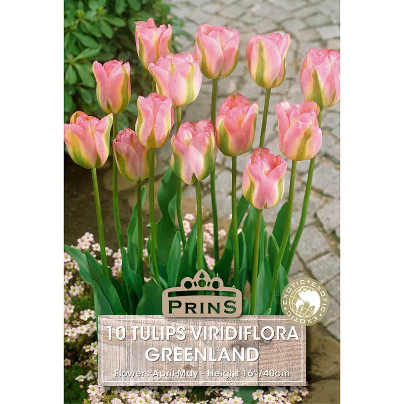 Tulip 'Greenland' (10 bulbs) image 0