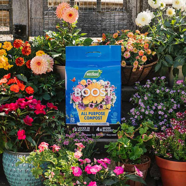 Westland Boost All Purpose Compost (25-Litre) image 0