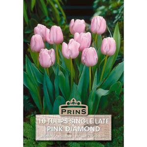 Tulip 'Pink Diamond' (10 bulbs) image 0