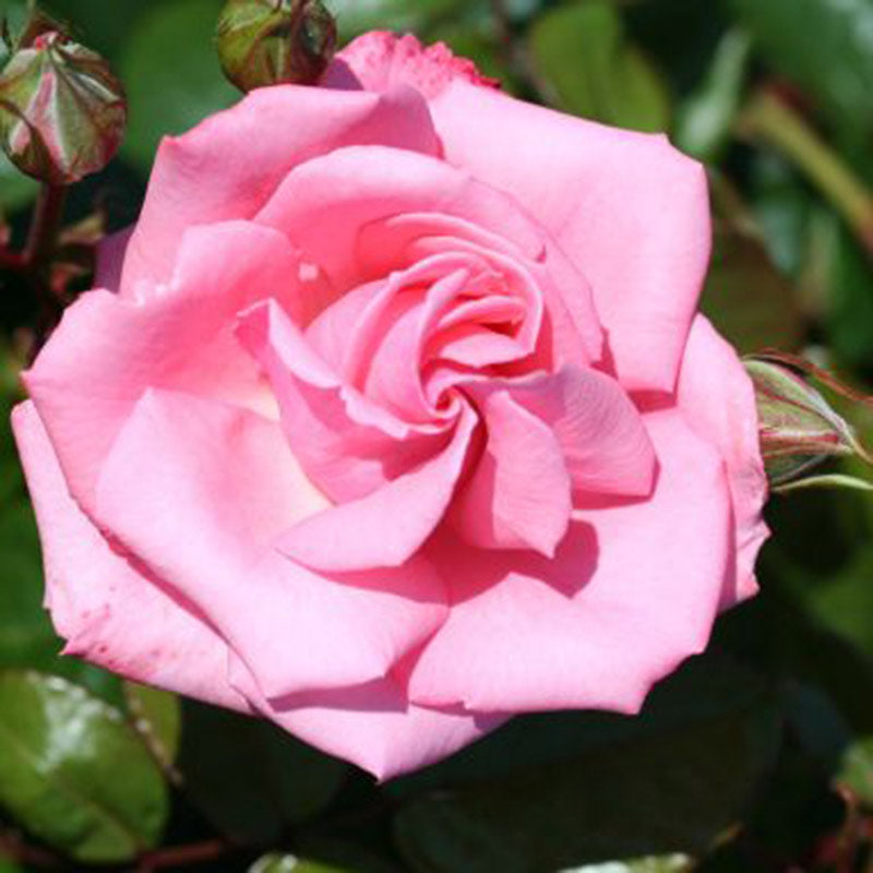 Whartons Roses ‘Agatha Christie’ Climbing Rose (4-Litre Pot) image 0