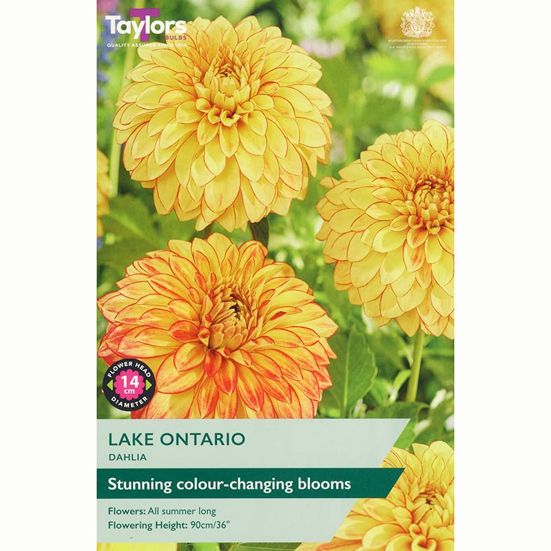 Dahlia ‘Lake Ontario’ with Yellow Flowers (1 Tuber) image 0