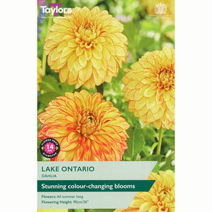 Dahlia ‘Lake Ontario’ with Yellow Flowers (1 Tuber) image 0