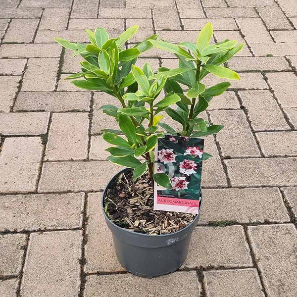 Daphne odora ‘Aureomarginata’ - 17cm image