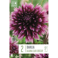 Dahlia Alauna Clair-Obscur (2 Tubers) image 0