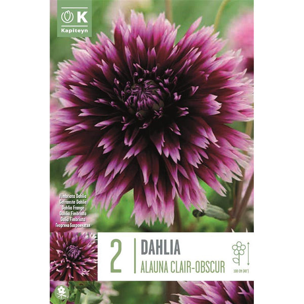 Dahlia Alauna Clair-Obscur (2 Tubers) image 0