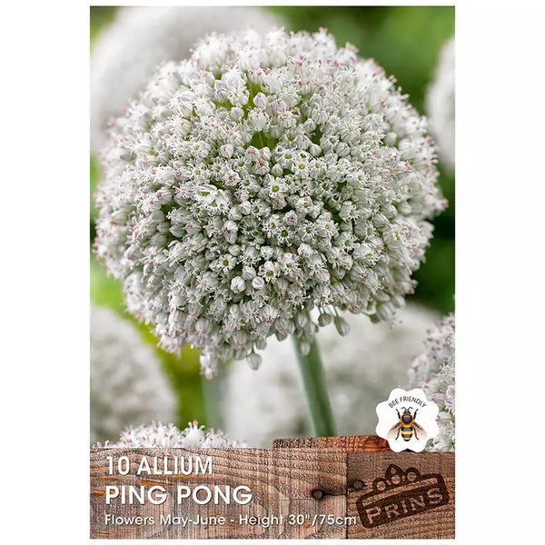 Allium 'Ping Pong' (10 bulbs) image 0