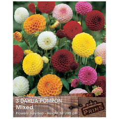Dahlia 'Pompon Mixed' (3 tubers) image 0