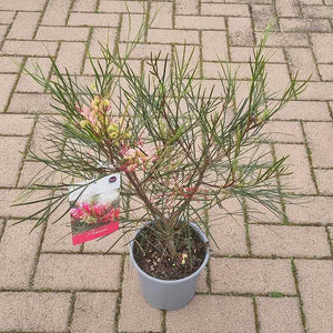 Grevillea johnsonii (2-Litre Pot) image 2