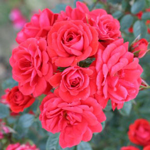 Whartons Roses ‘Birthday Wishes’ Patio Rose (3-Litre Pot) image 0