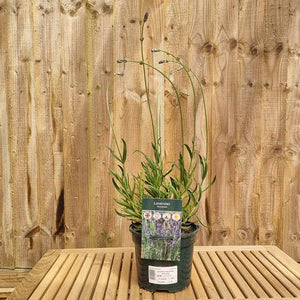 Lavandula Angustifolia ‘Munstead’ English Lavender (2-Litre Pot) image 0