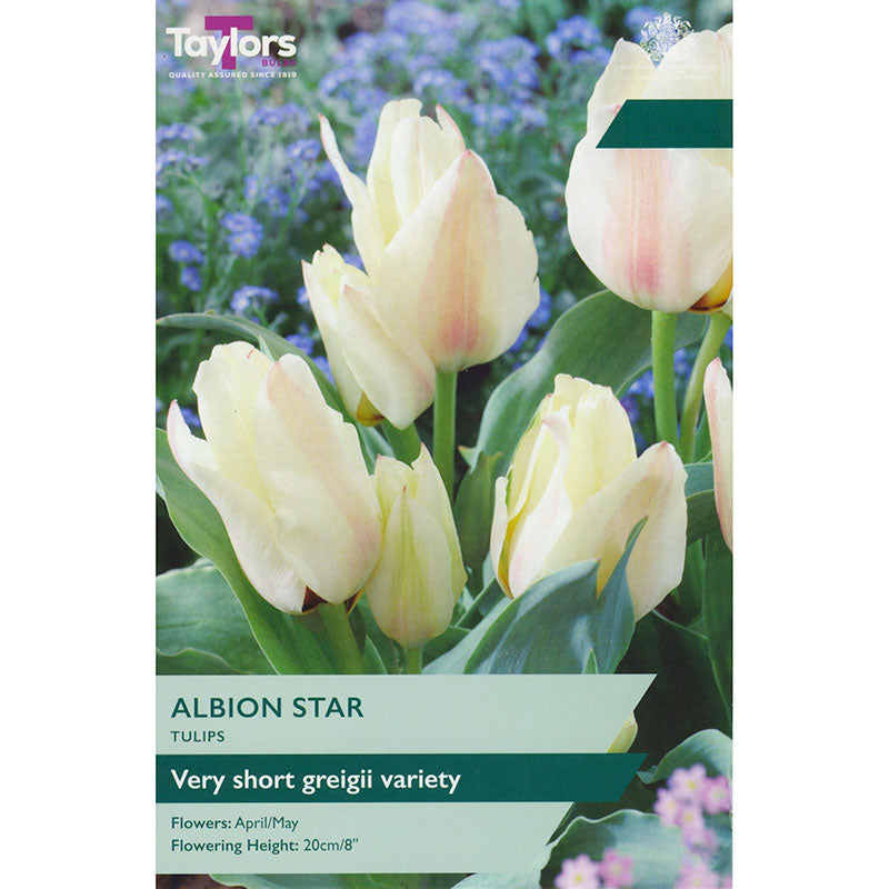 Tulip ‘Albion Star’ (8 Bulbs) image 0