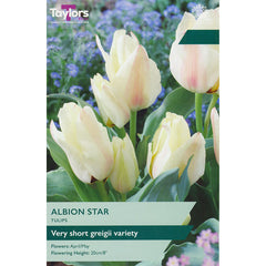 Tulip ‘Albion Star’ (8 Bulbs) image 0