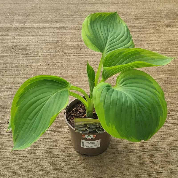 Hosta Shadowland ‘Wu La La’ (2-Litre Pot) image 0